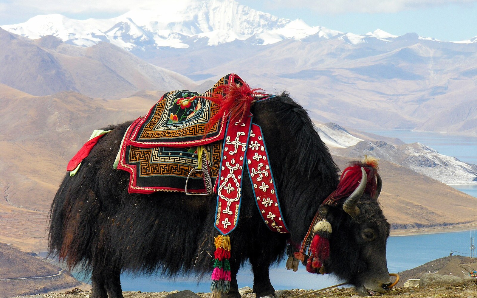 A yak wearing a decorated saddle stands before snow-capped mountains and a lake